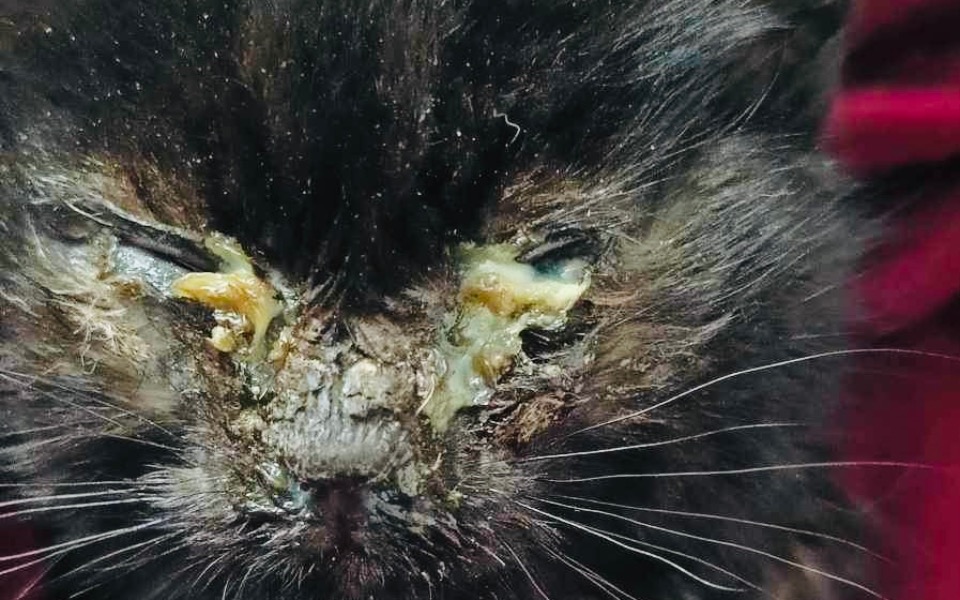 
        Zbiórka Ledwo żywe kocie dziecię - zdjęcie główne
    