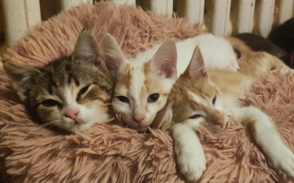 
        Zbiórka Na karmę dla kociąt w styczniu - zdjęcie główne
    