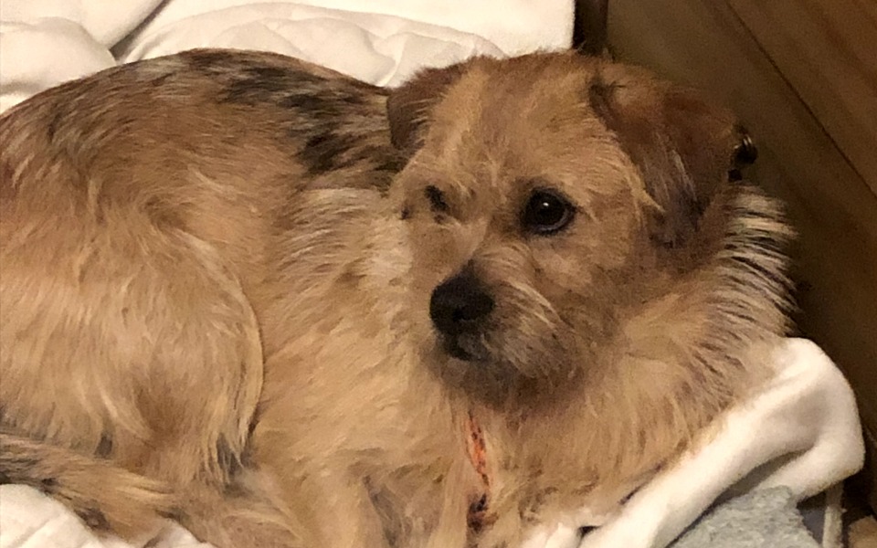 
        Zbiórka Na wyposażenie dla Pieska - zdjęcie główne
    