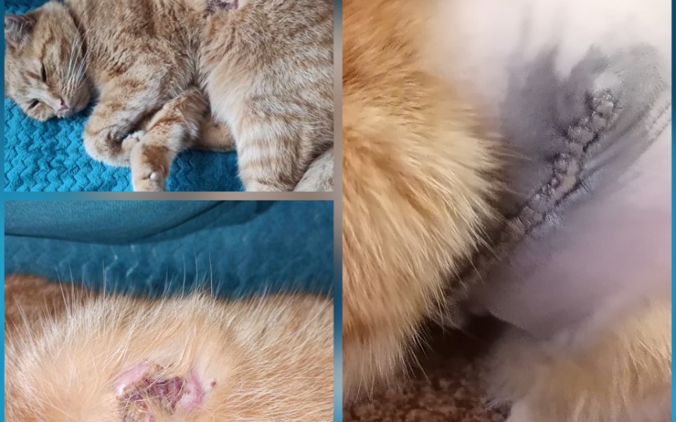 
        Zbiórka Operacja i leczenie Edka - zdjęcie główne
    