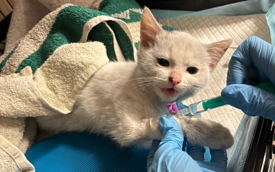 
        Zbiórka Uratuj kocie życie - zdjęcie główne
    