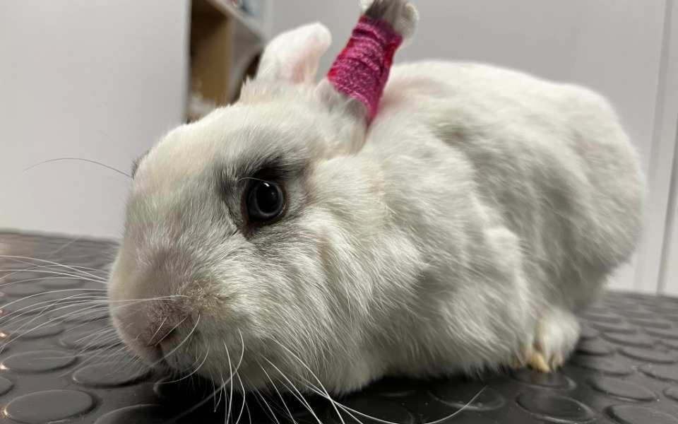 
        Zbiórka Gigantyczna faktura za leczenie - zdjęcie główne
    