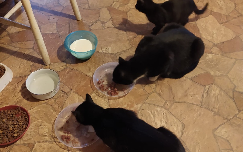 Trzy czarne koty jedzące z misek na podłodze.