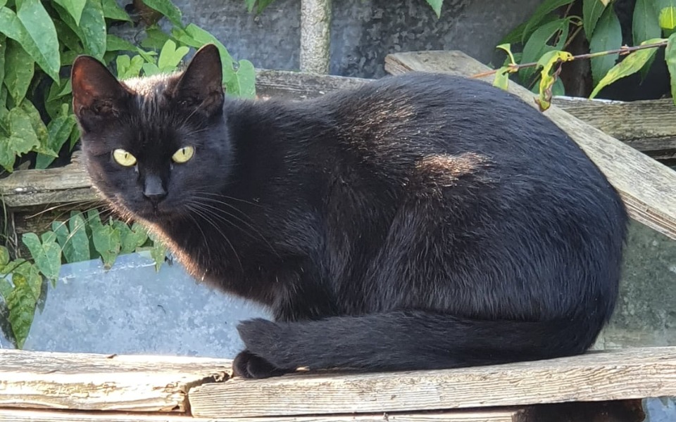 
        Zbiórka Karma dla kotków 2024 - zdjęcie główne
    