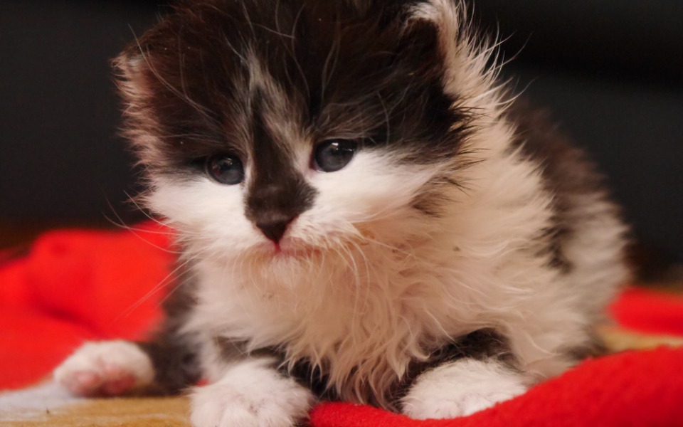 
        Zbiórka Zakup akcesoriów do dt - zdjęcie główne
    