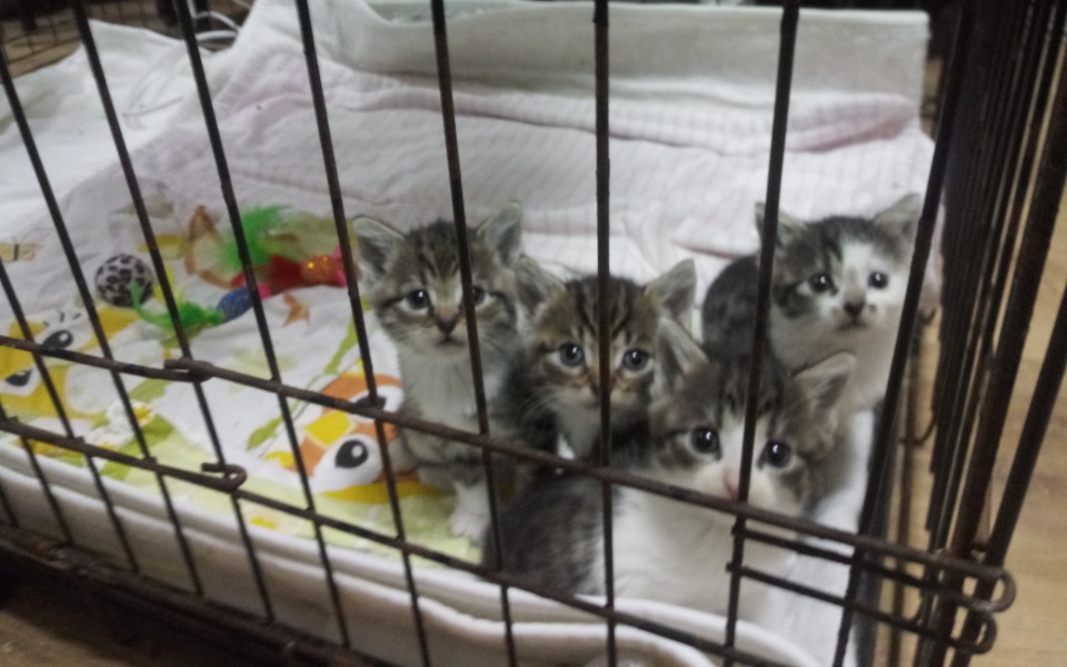 
        Zbiórka Na ozonator - zdjęcie główne
    