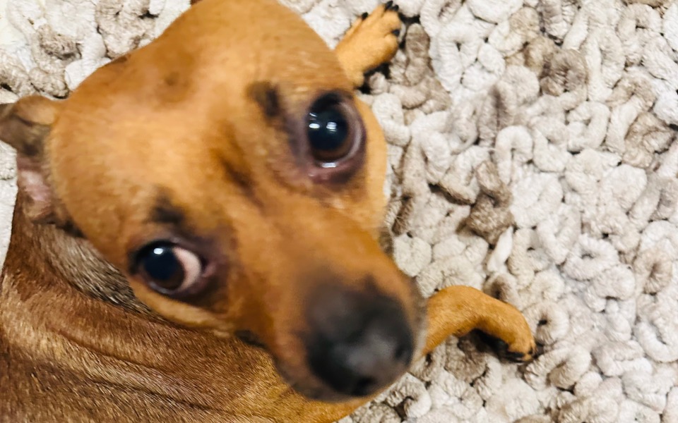 
        Zbiórka Leczenie Pieska Rudka - zdjęcie główne
    