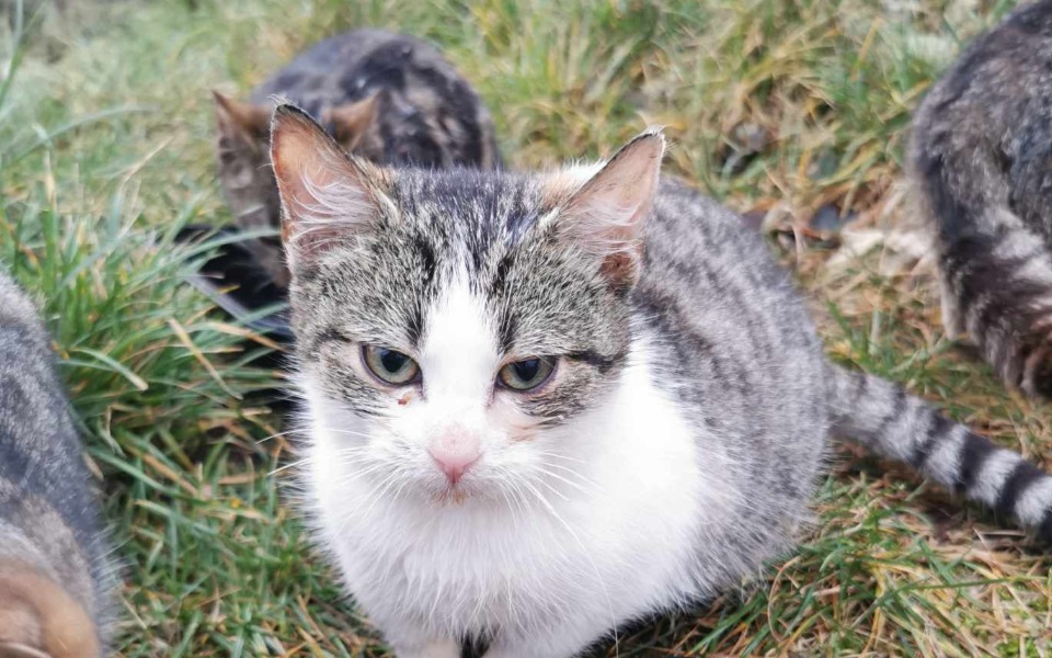 Zbiórka Dramat niechcianych kotów - zdjęcie główne