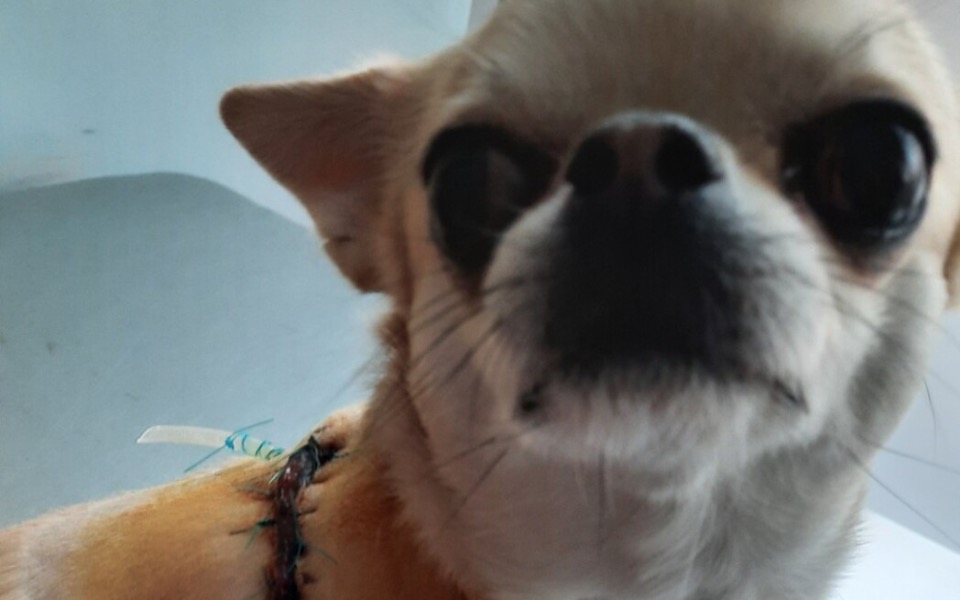
        Chihuahua z raną, potrzebujący opieki weterynaryjnej.
    
