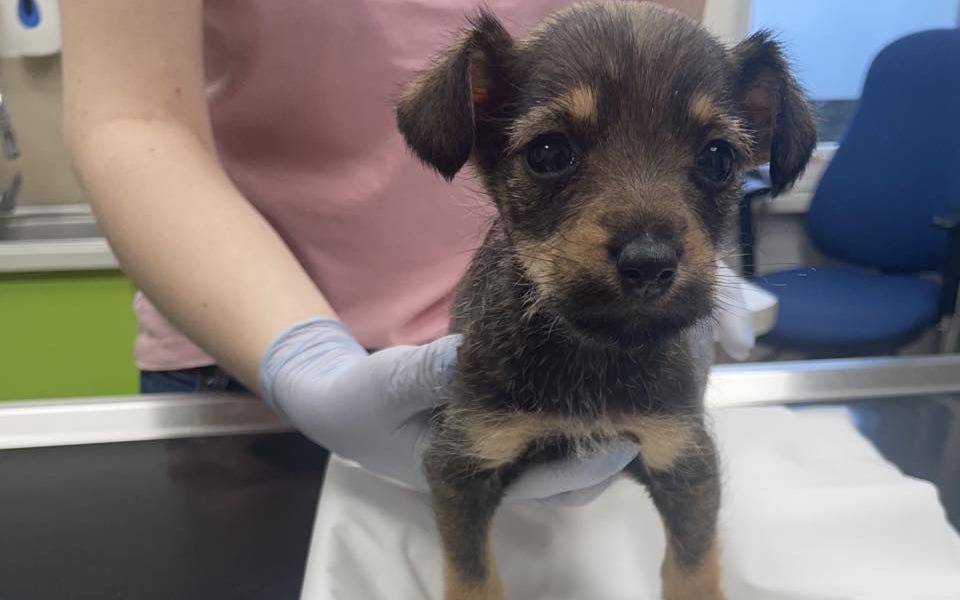 
        Zbiórka Zuzia musi żyć - zdjęcie główne
    