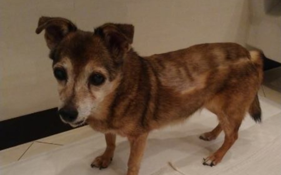 
        Zbiórka Niko musi mieć zabieg - zdjęcie główne
    