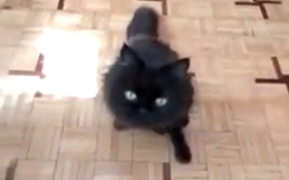 
        Zbiórka Leczenie sparaliżowanego kotka - zdjęcie główne
    