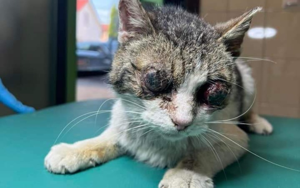 
        Zbiórka Setki uratowanych zwierząt - zdjęcie główne
    