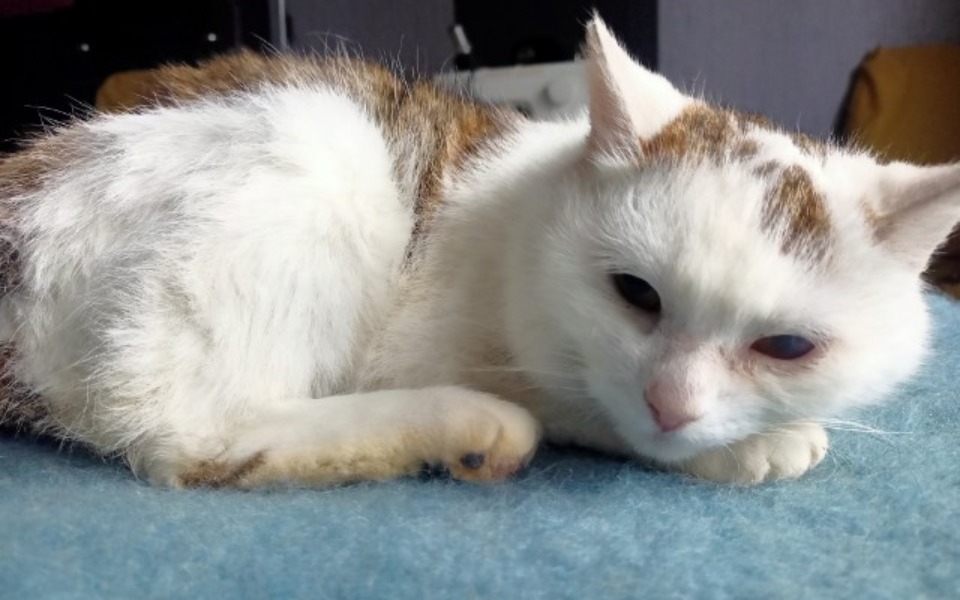 
        Zbiórka Lusia diagnostyka - zdjęcie główne
    