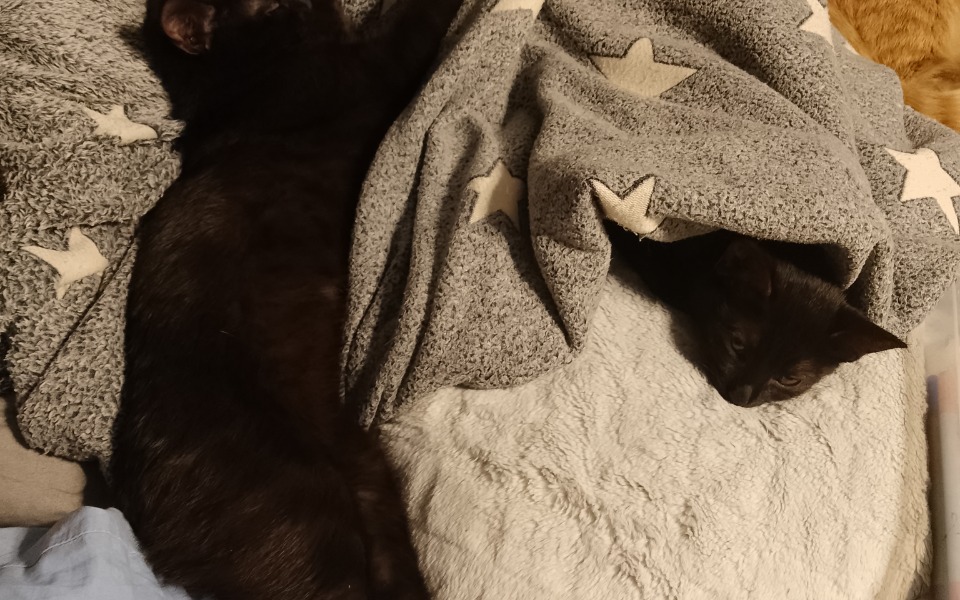 
        Zbiórka Kociaki zimą. - zdjęcie główne
    