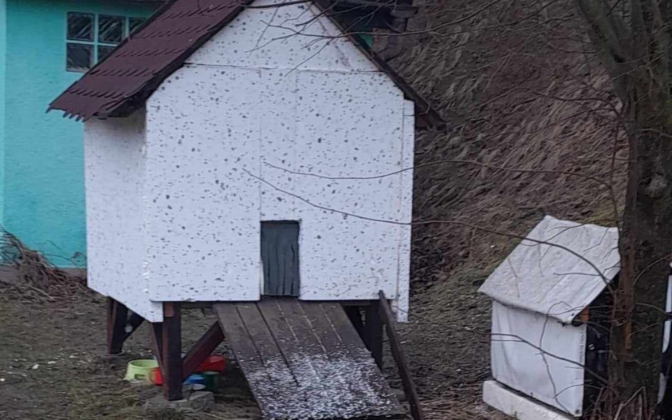 
        Zbiórka Na przeżycie dla kotków - zdjęcie główne
    