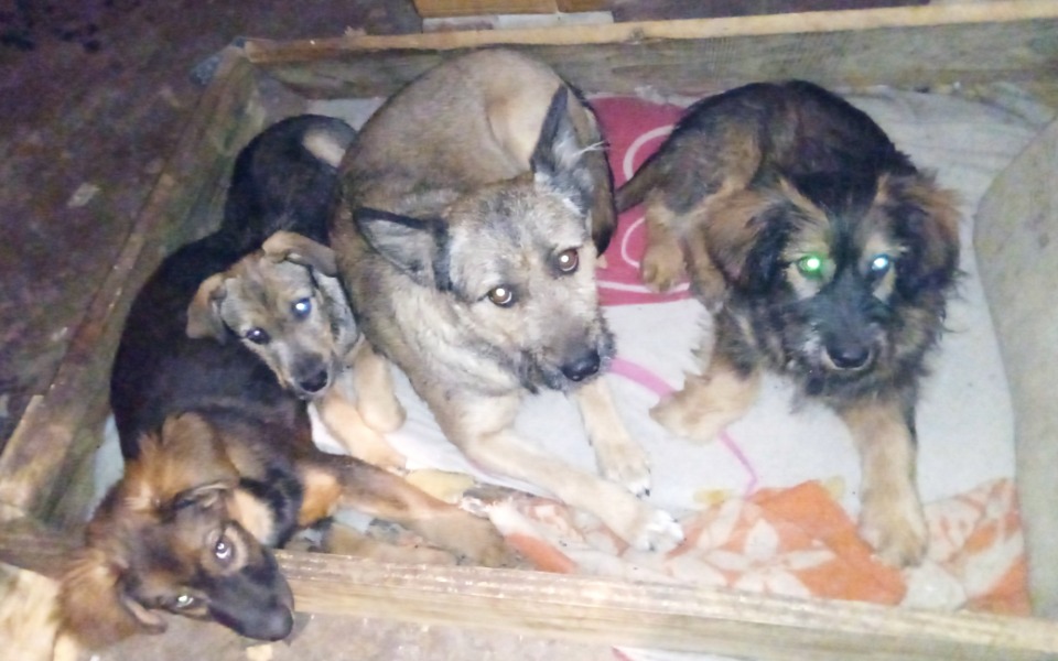 
        Zbiórka Buda dla psiej rodziny i kojec - zdjęcie główne
    