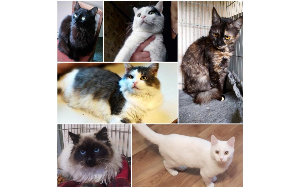 
        Zbiórka Pomoc kotkom z Charkowa -1- - zdjęcie główne
    