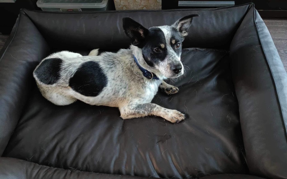 Zbiórka Transport Stefcia do domu - zdjęcie główne