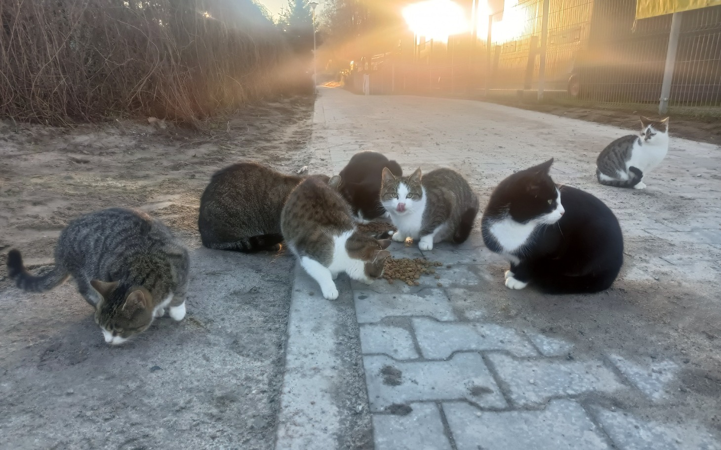 
        Grupa kotów na drodze, jedzących karmę.
    