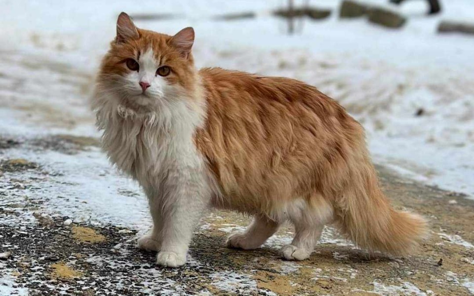 
        Zbiórka Transport do Polski dla Karmela - zdjęcie główne
    