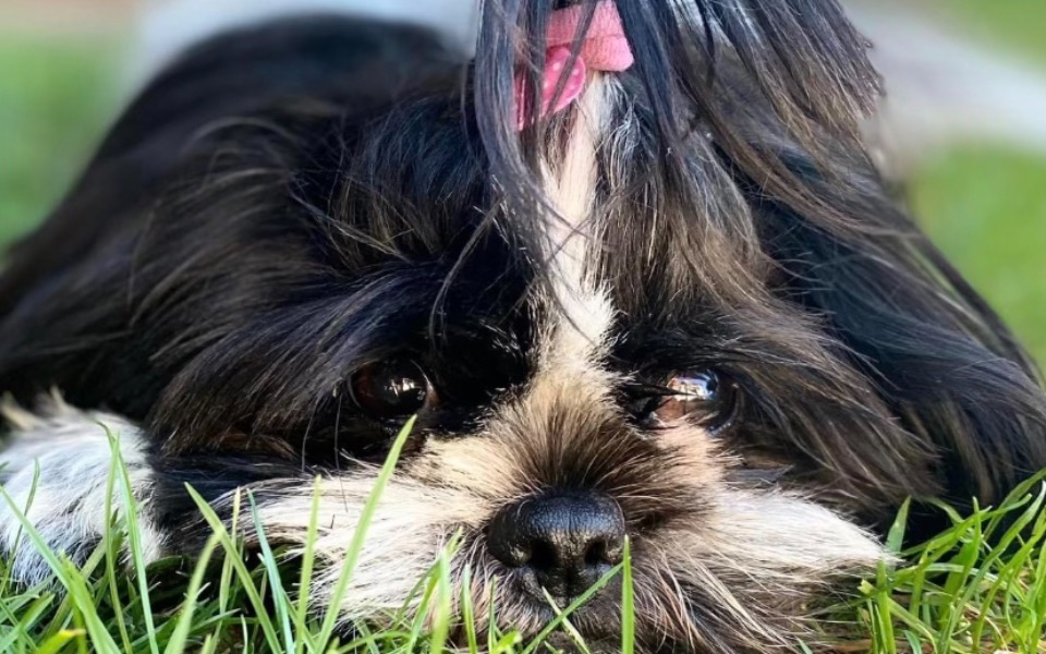 
        Zbiórka na operację dla mojego pupila - zdjęcie główne
    