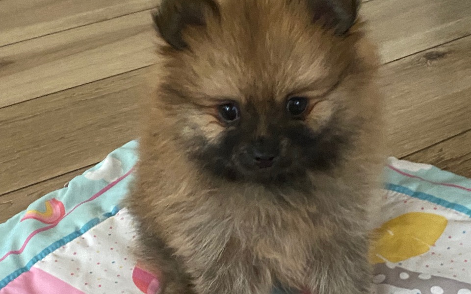 
        Zbiórka Operacja serduszka Belli - zdjęcie główne
    