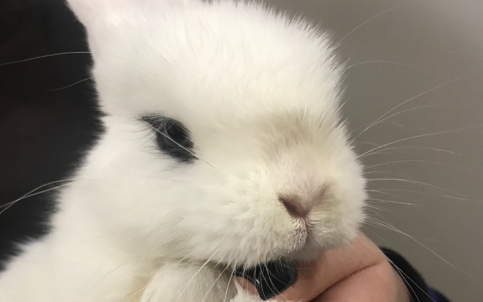 
        Zbiórka Oczko potrzebuje pilnej pomocy - zdjęcie główne
    