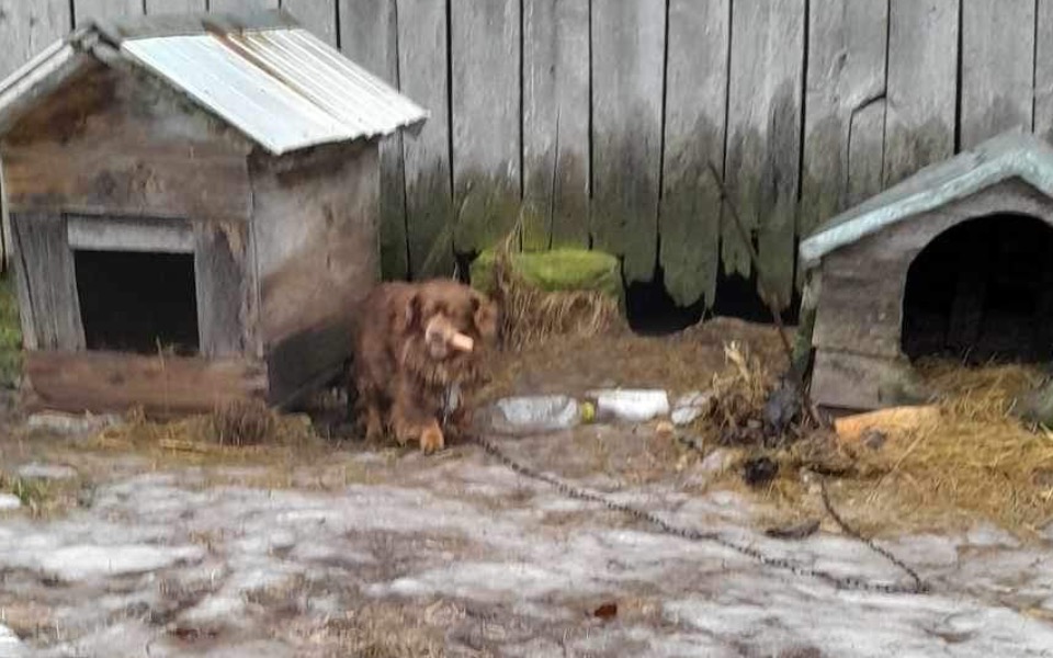 
        Zbiórka Płatny DT dla pieska z łańcucha - zdjęcie główne
    