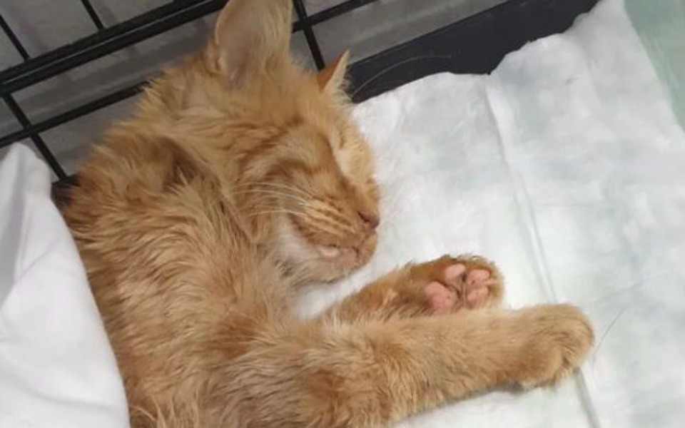 
        Zbiórka Walczymy z nowotworem Filcusia - zdjęcie główne
    