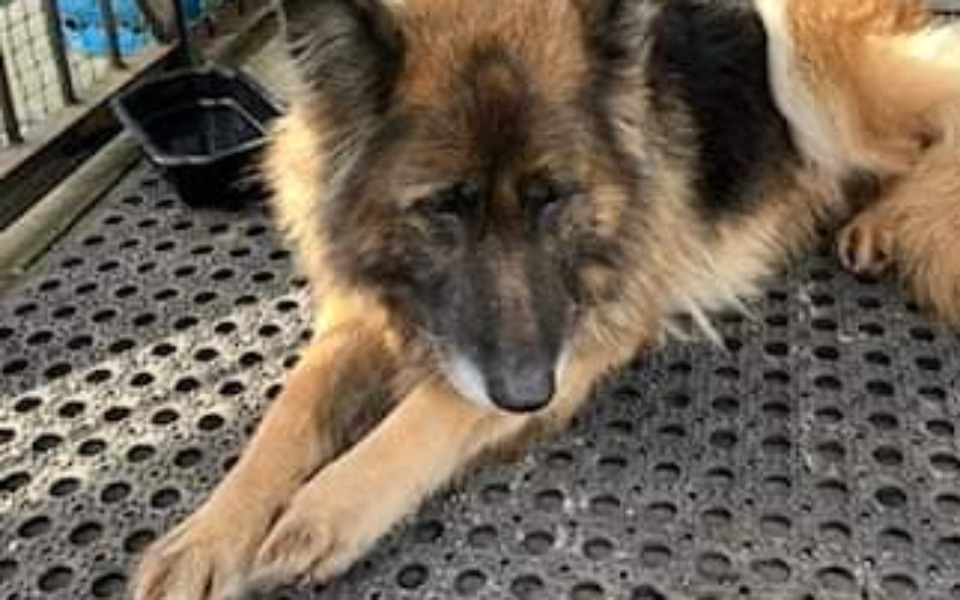 
        Zbiórka Na ratunek porzuconym psom - zdjęcie główne
    