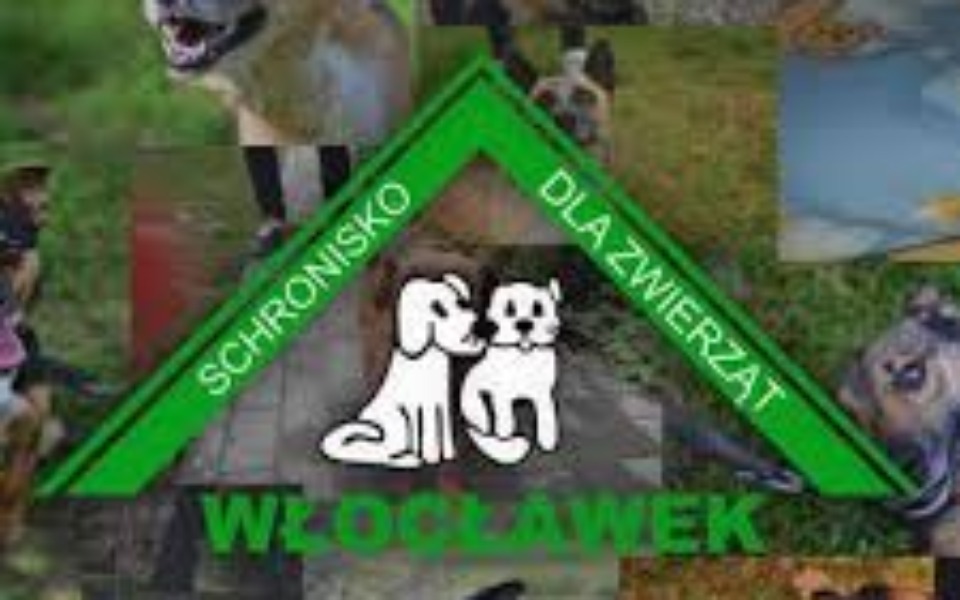 
        Zbiórka Karma dla zwierząt włocławek - zdjęcie główne
    