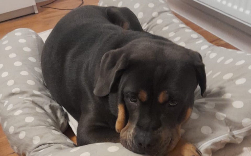 
        Zbiórka Na operacje rzepki Ambera - zdjęcie główne
    