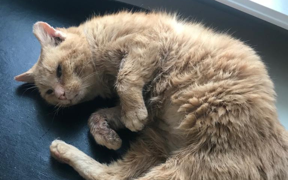 
        Zbiórka Rudy kotek czeka na operację - zdjęcie główne
    