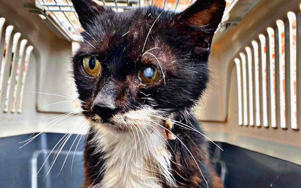 
        Zbiórka SOS DLA ZWIERZĄT - Pomóż Pomagać - zdjęcie główne
    