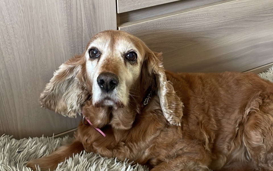 
        Zbiórka Operacja usunięcia nowotworu - zdjęcie główne
    