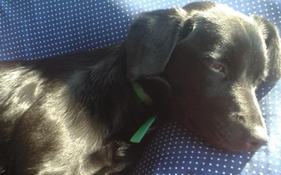 Zbiórka Kodi znaleziony przy torach - zdjęcie główne