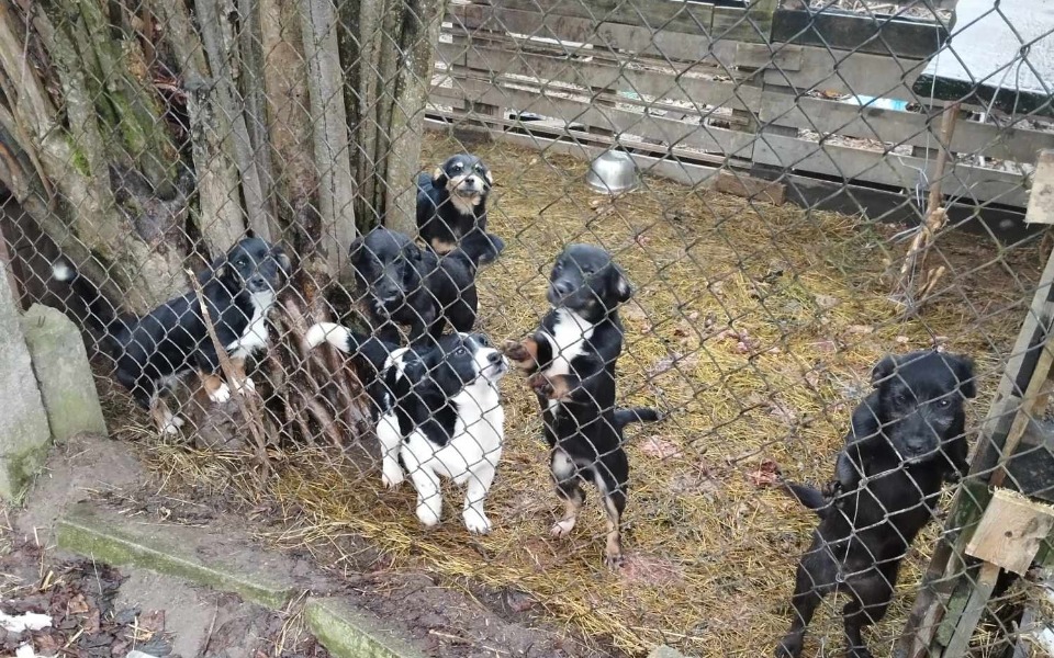 
        Zbiórka Pusta posesja i one bez matki - zdjęcie główne
    