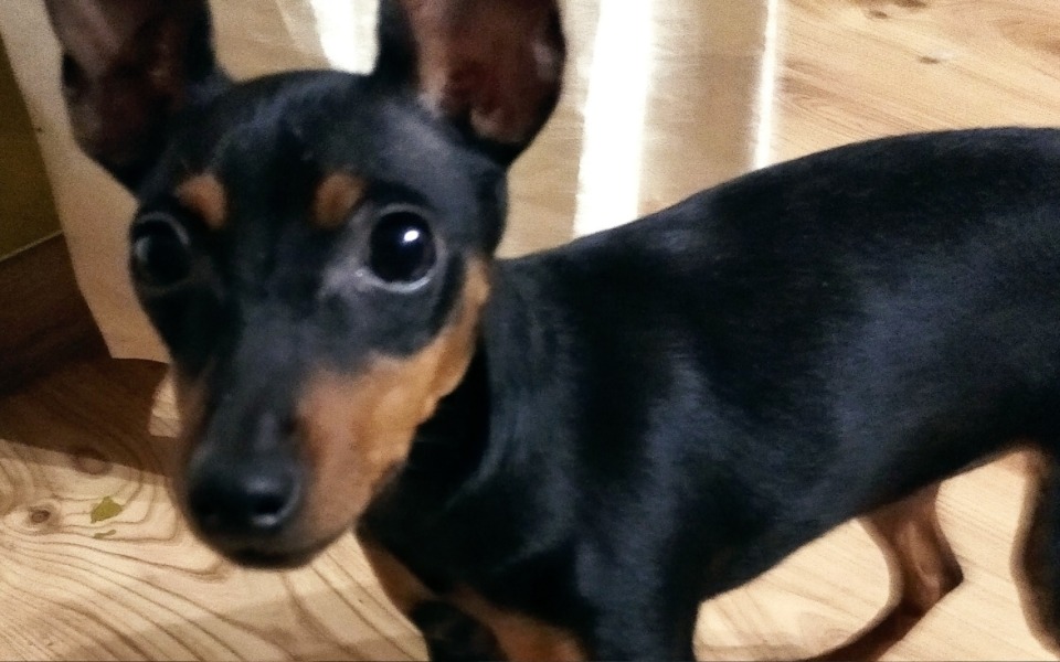 
        Zbiórka Wizyta u weterynarza dla pieska - zdjęcie główne
    