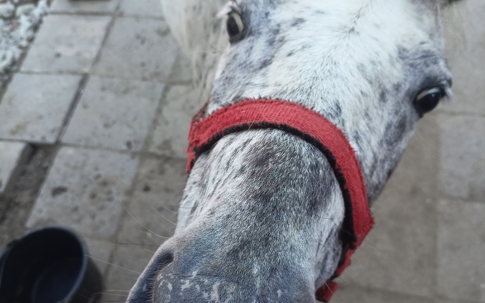 
        Zbiórka Pomoc finansowa dla 13 koni - zdjęcie główne
    