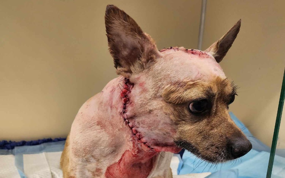 
        Zbiórka Tofik - pogryziony staruszek - zdjęcie główne
    