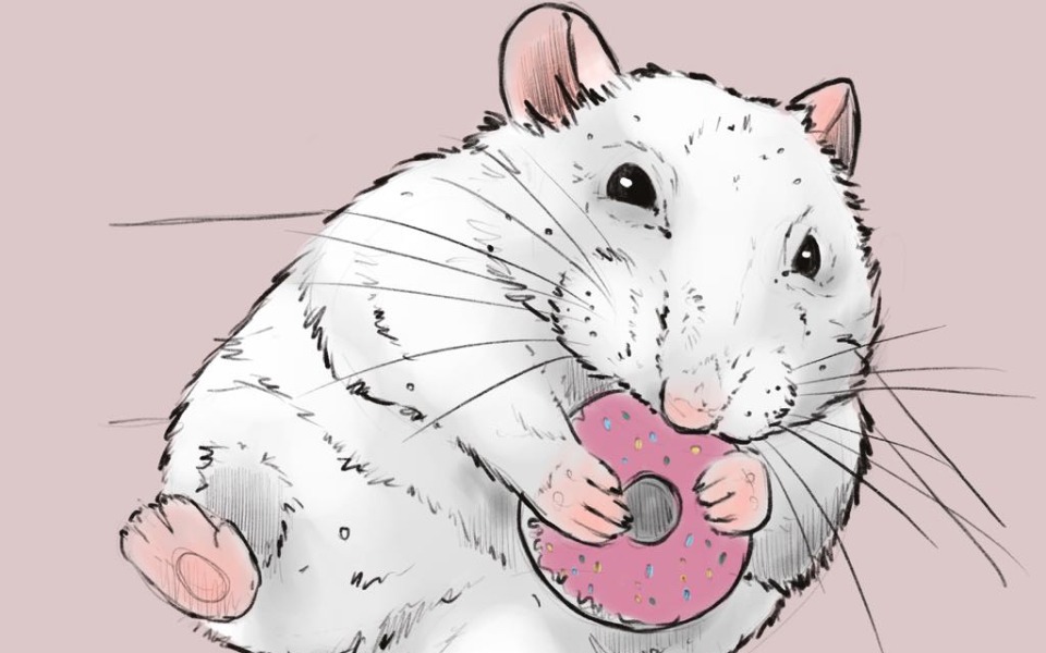 Zbiórka Pączek dla gryzonia - zdjęcie główne