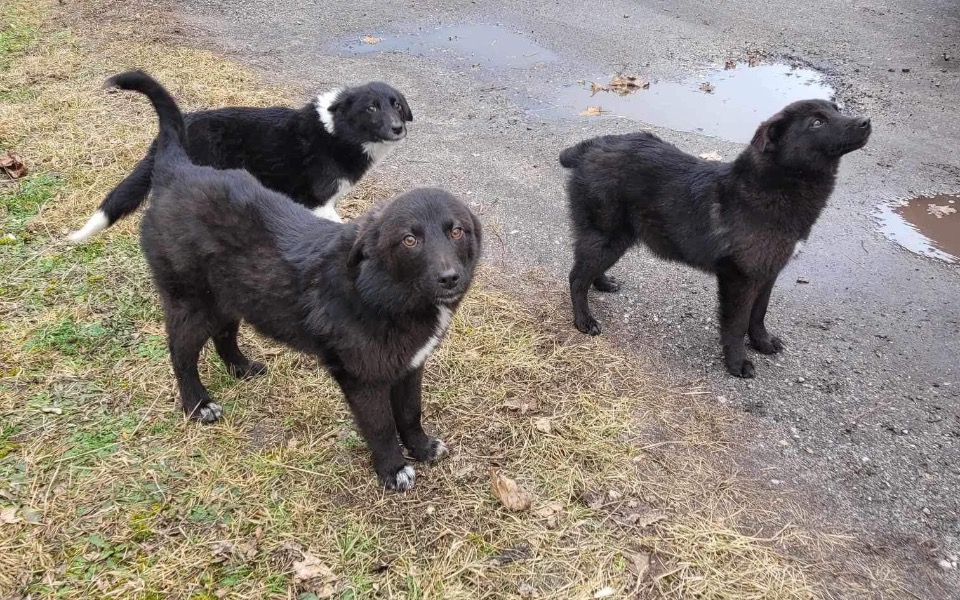 
        Trzy czarne szczenięta, bawiące się na zewnątrz.
    