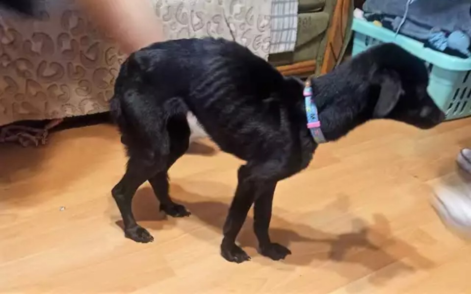 
        Zbiórka Dla Yogiego - zdjęcie główne
    