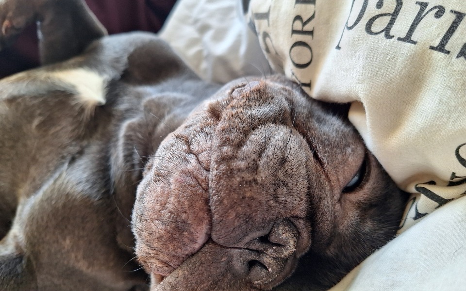 
        Zbiórka Na karmę dla pieska - Dyzia - zdjęcie główne
    