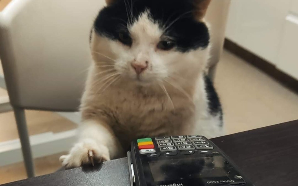 
        Kot z czarno-białym futrem, dotykający terminala płatniczego.
    