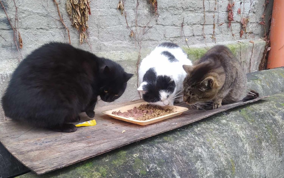 
        Trzy koty jedzące z talerza na zewnątrz.
    