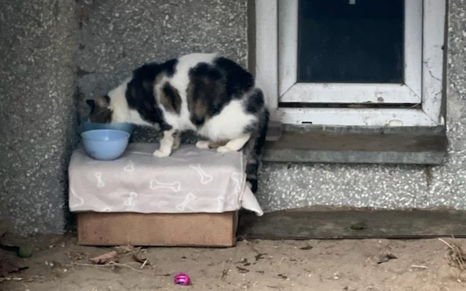 
        Zbiórka Dla bezdomnych kotów z Gdańska - zdjęcie główne
    