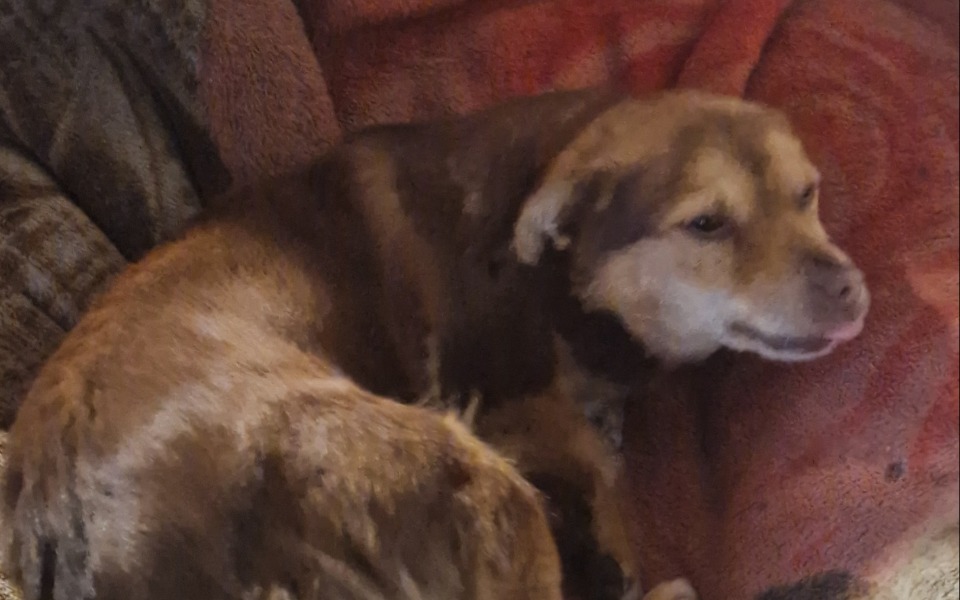 
        Zbiórka Dla Rudej - zdjęcie główne
    