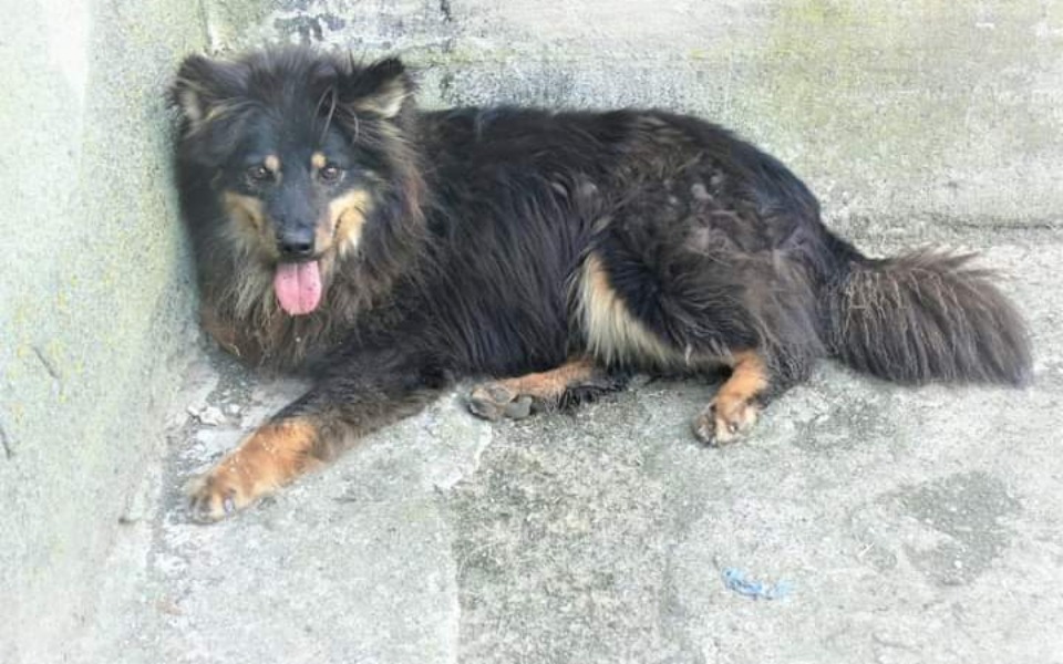 
        Zbiórka Na transport dla Krzysia - zdjęcie główne
    